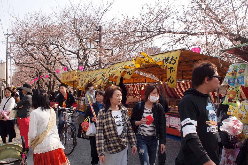 五条川,花見,桜