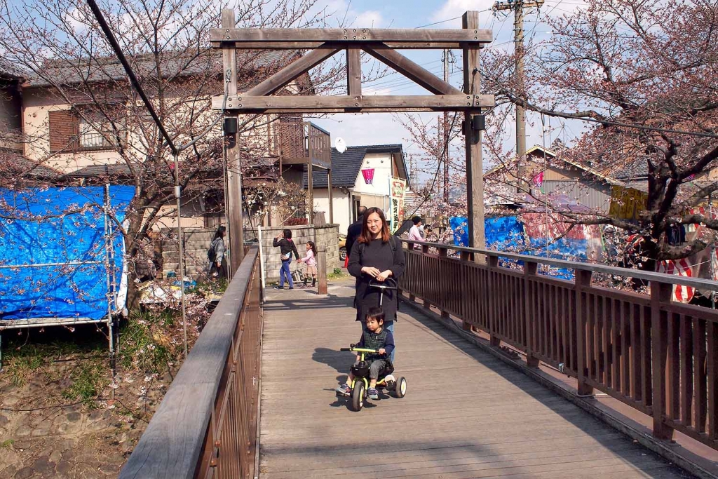 五条川,岩倉,桜