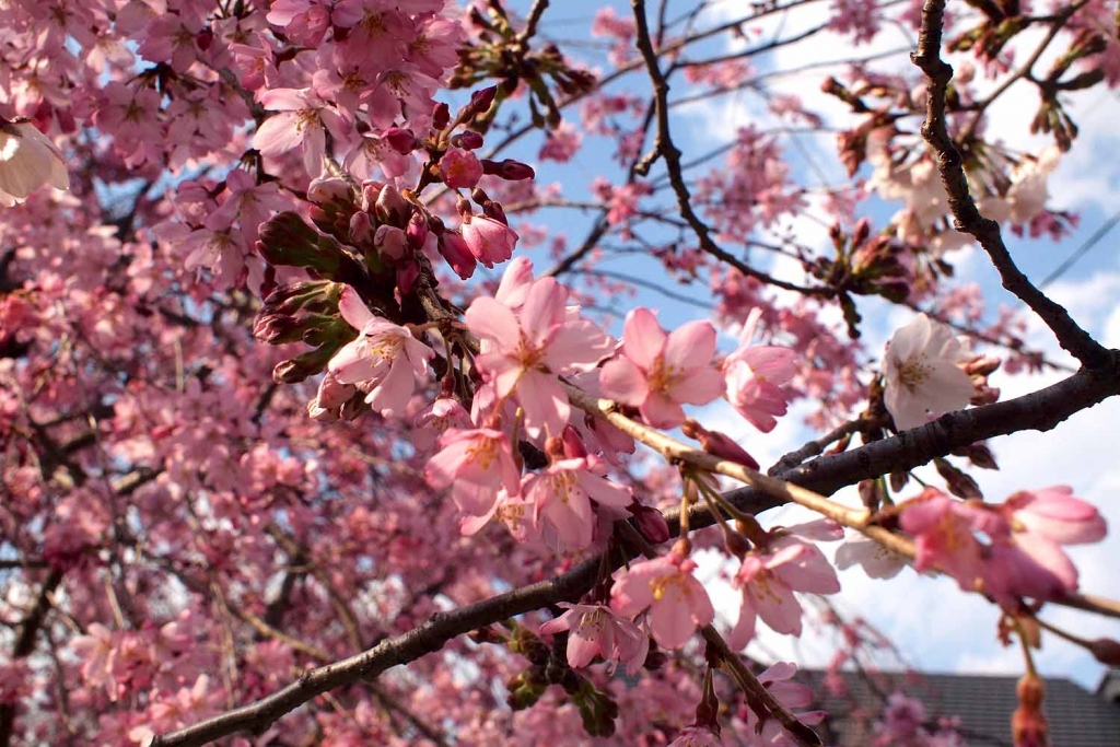 五条川,花見,桜