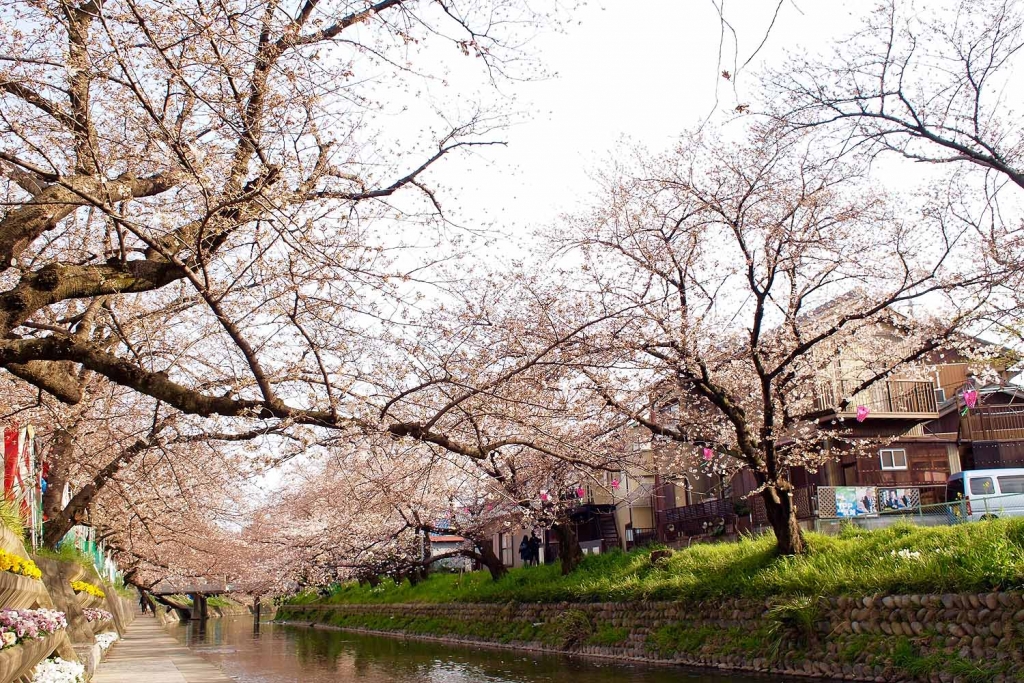 五条川,岩倉,桜