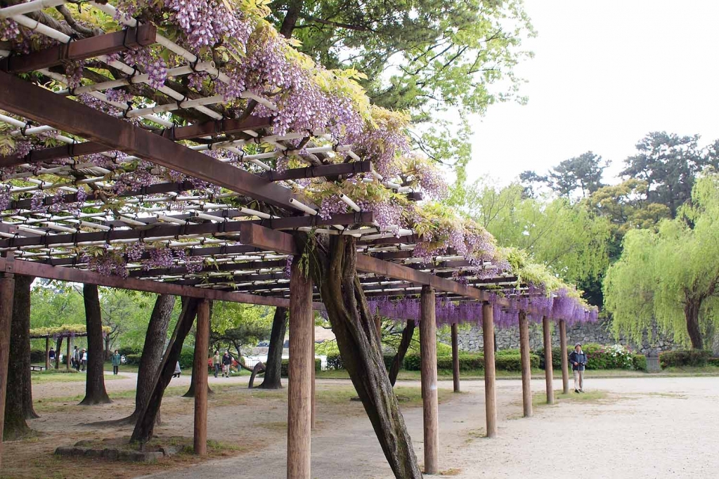 藤,名城公園,名古屋