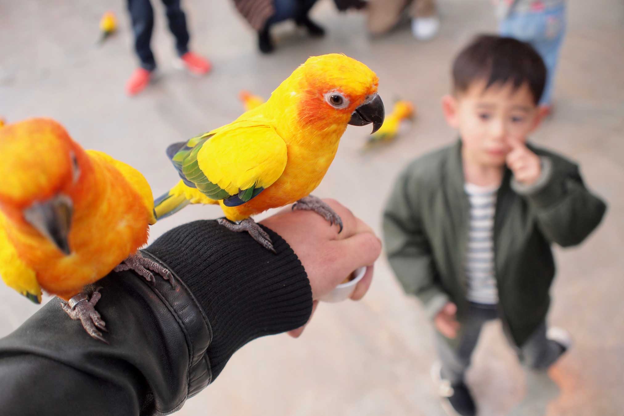 花鳥園