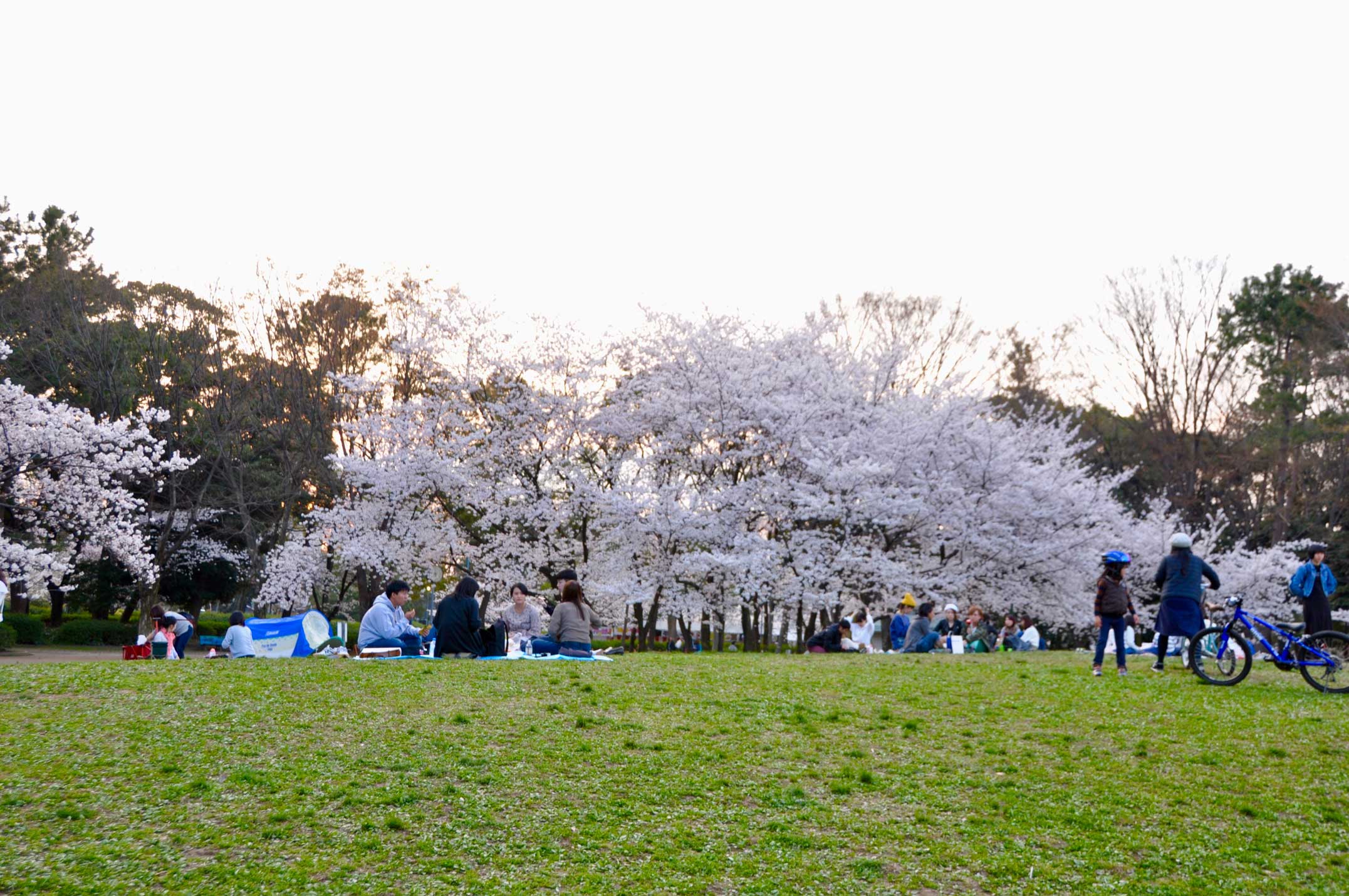 名城公園,花見,桜