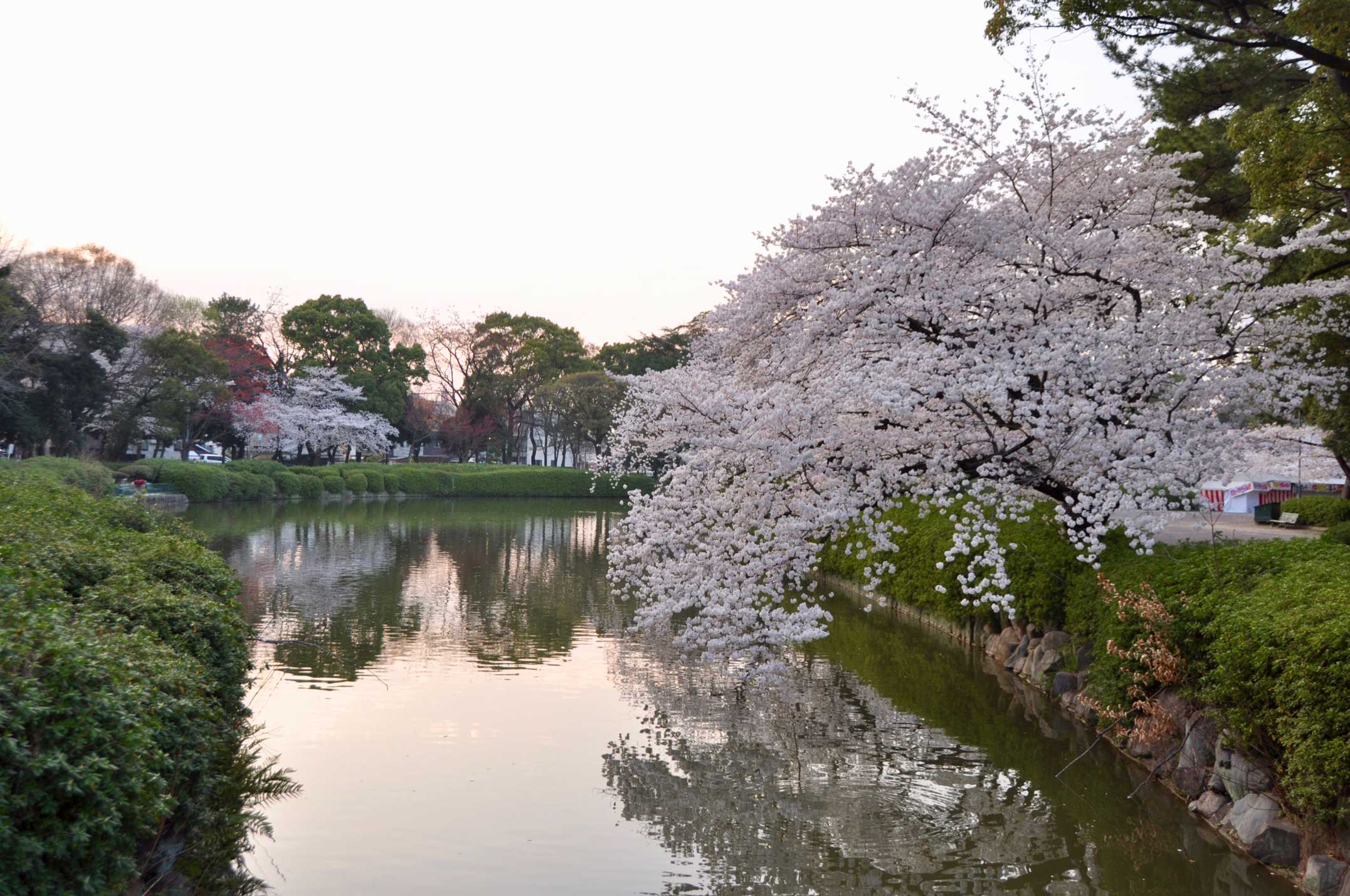 名城公園,花見,桜