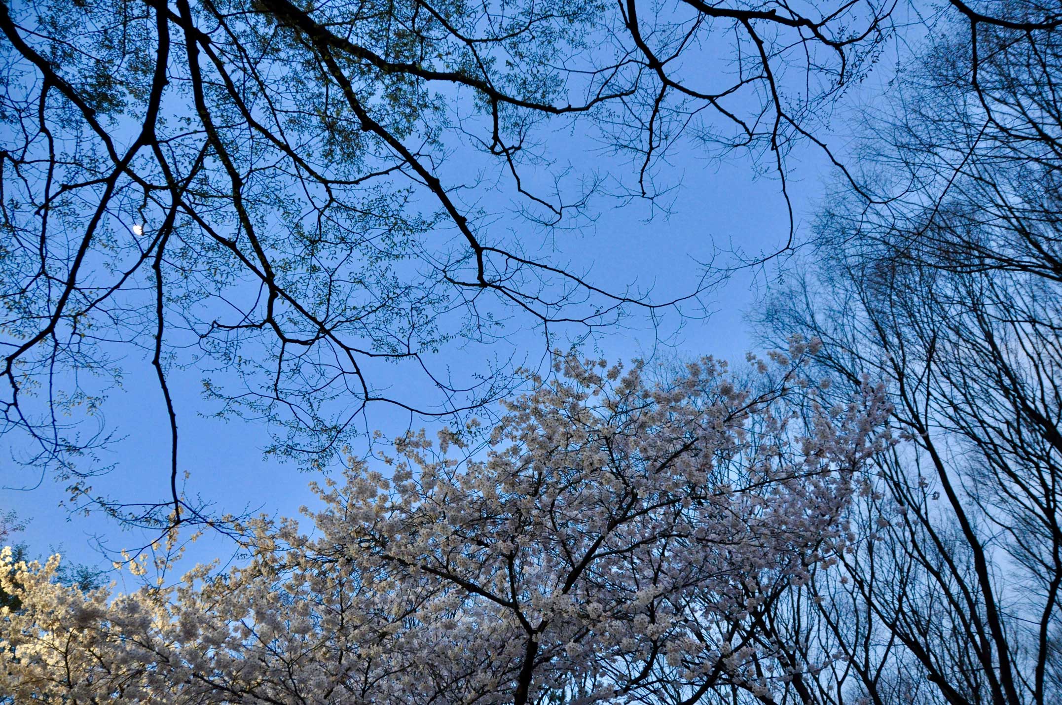 名城公園,花見,桜
