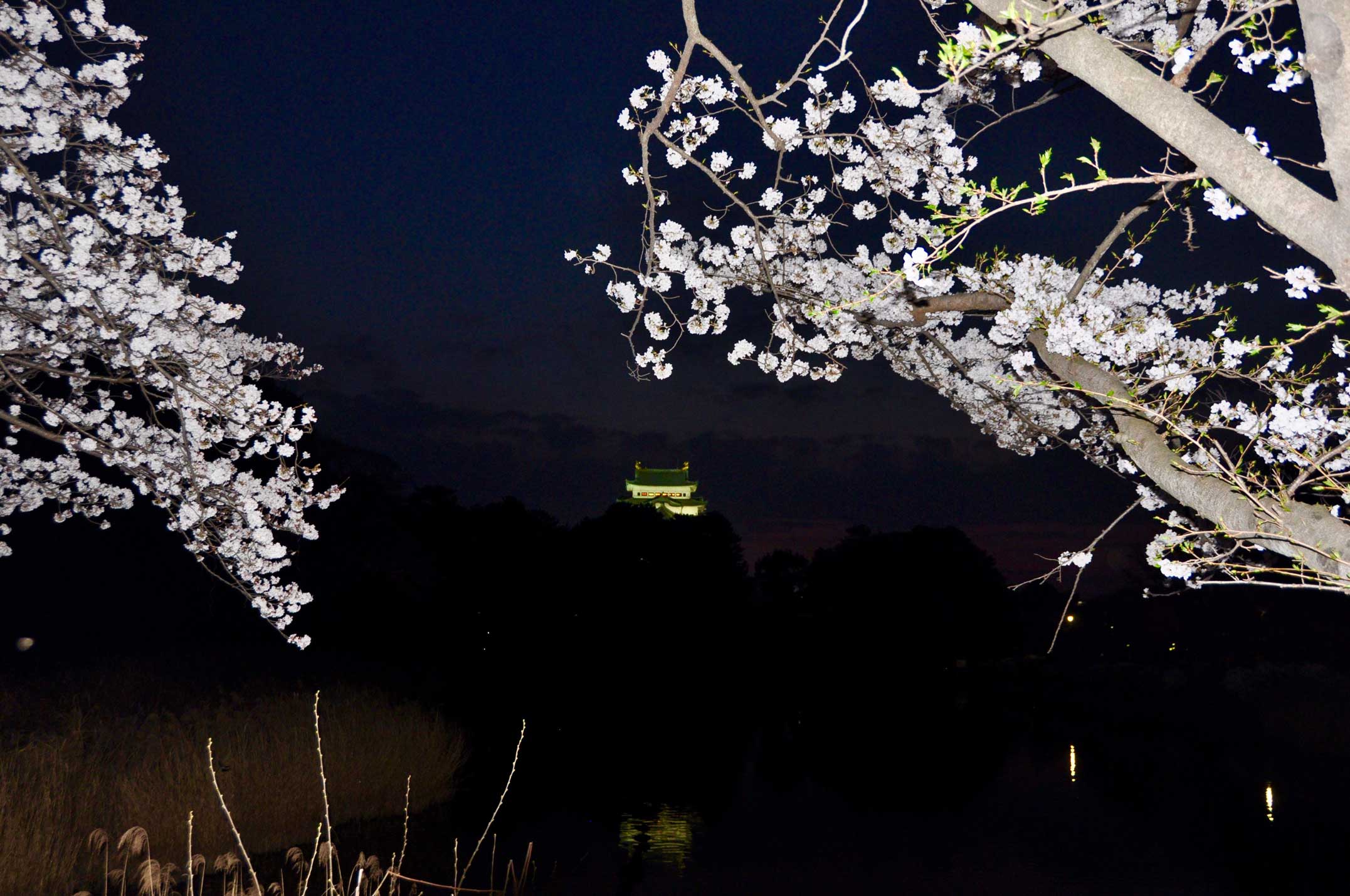 名城公園,花見,桜