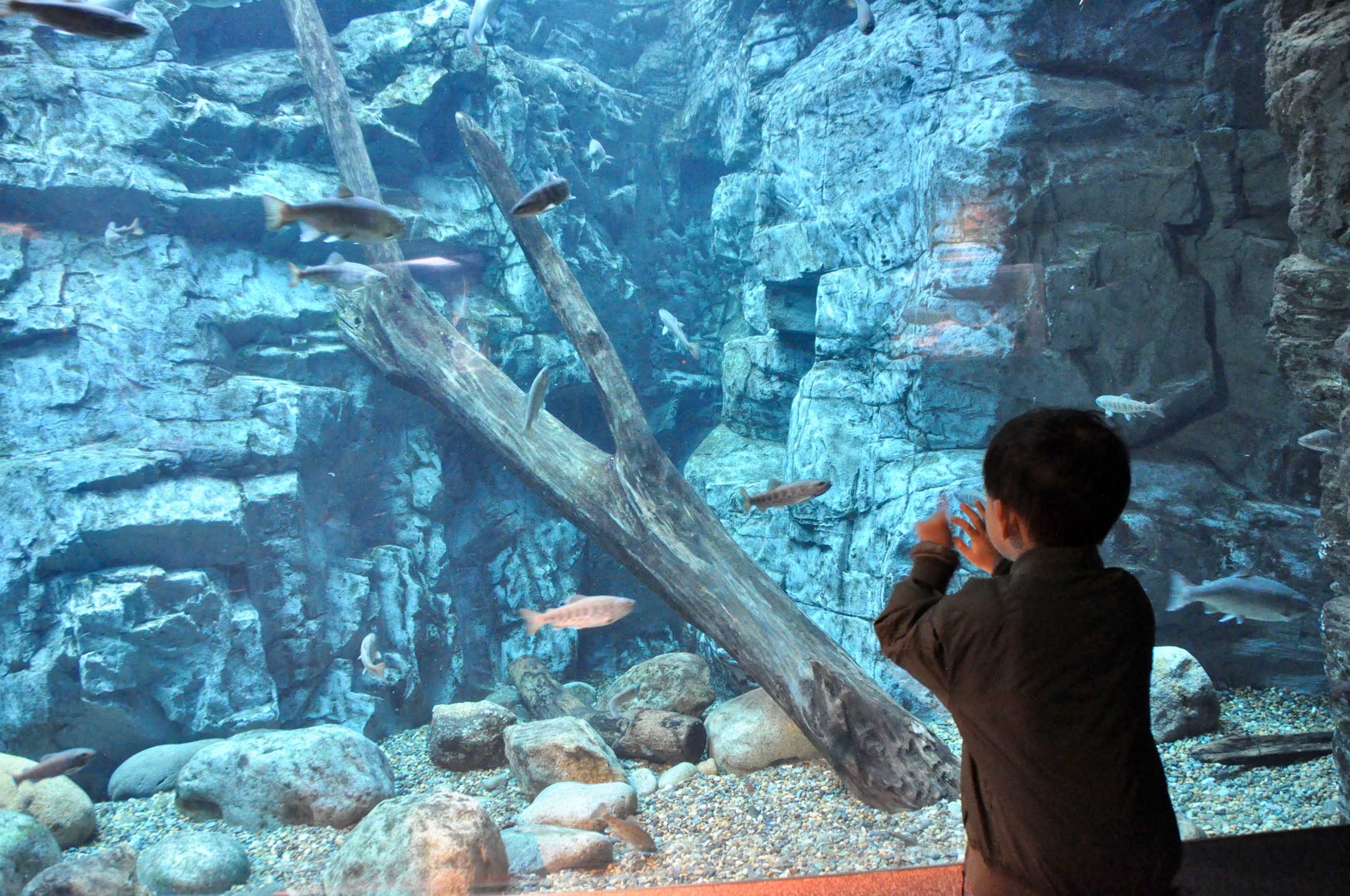 アクアトト岐阜,淡水水族館