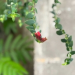 店内の植物が今年も咲きそうです